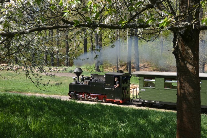 99&nbsp;3317&nbsp; mit Zug Muskau&rarr;Weißwasser in der Kurve an der Obstbaumwiese hinter Bad Muskau, um 13:52h am 20.04.2025