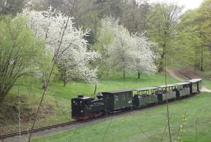 99&nbsp;3315&nbsp;Tv mit Zug Weißwasser&rarr;Bad Muskau abwärts fahrend in der Kurve an der Obstbaumwiese vor Muskau, um 17:53h am 20.04.2025