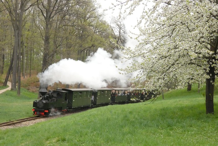 99&nbsp;3317 mit Zug Bad Muskau&rarr;Weißwasser (-Kromlau) in der Kurve an der blühenden Obstbaumwiese am Waldrand hinter Bad Muskau, um 13:52h am 18.04.2025