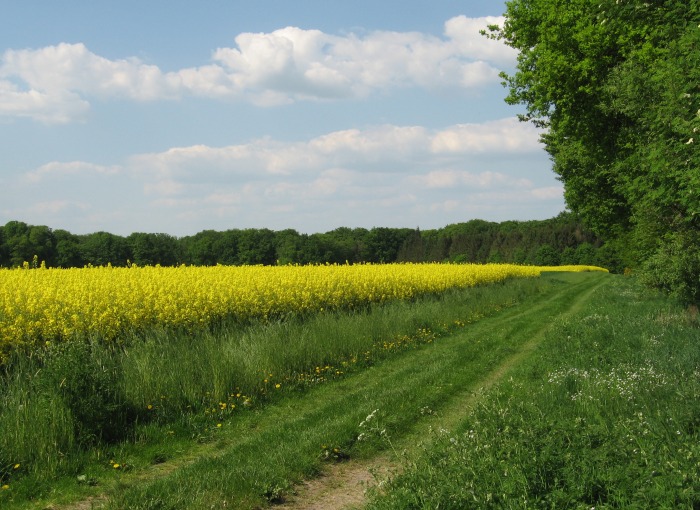 Rapsfeld neben Bahndamm am Vilser&nbsp;Holz, am 12.05.2008